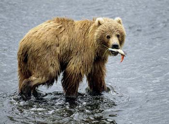 National Geographic Wallpapers 042